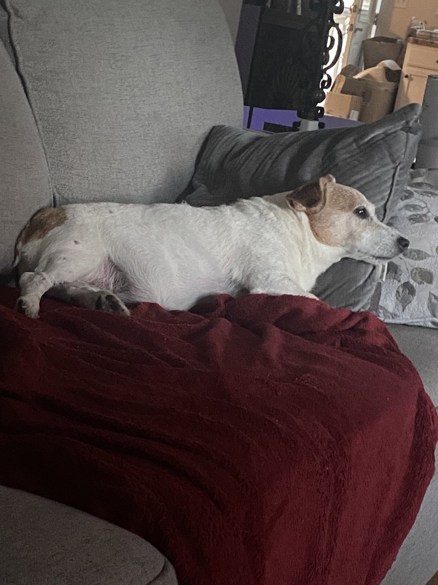 DaisyMaeJack's tweet image. Late post. It was a lovely day. Hope yours was too 🐾♥️ #MondayVibes #dogsofX