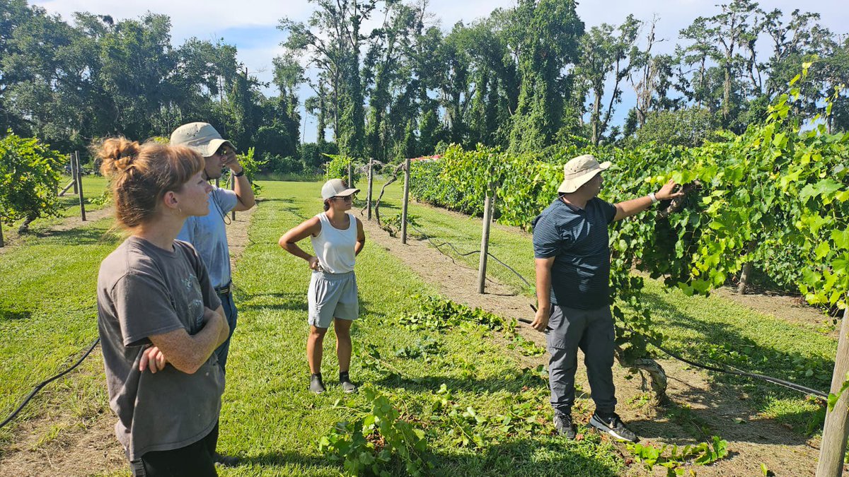 UF IFAS NFREC Fruit Physiology Lab (@fruitphysiology) on Twitter photo Pruning in blackberry and grape plants improves air circulation, sunlight exposure, and fruit quality. Our postdoc Dr. Iqbal is teaching how to do pruning in grapes and blackberry.
<a href="/ufifasnfrec/">UF IFAS NFREC</a> Pruning in blackberry and grape plants improves air circulation, sunlight exposure, and fruit quality. Our postdoc Dr. Iqbal is teaching how to do pruning in grapes and blackberry.
<a href="/ufifasnfrec/">UF IFAS NFREC</a>