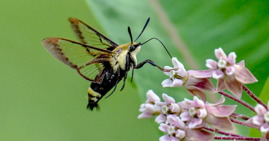 Happy National Moth Week! Butterflies may get more attention, but moths are just as incredible. Celebrate these creatures by learning five fun facts about them. (Photo courtesy of Laurie’s Trail) 

📍 Read here: bit.ly/3IxQoeV  

#NationalMothWeek #SnowberryClearwing