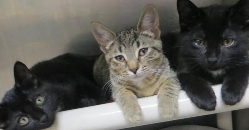 TheSunChronicle's tweet image. Meet My Brothers and Me, bonded male #cat siblings who were rescued from the outside and are now looking for a home together. The brothers are available for adoption at the Taunton animal shelter. ow.ly/otYG50Wsxeb
