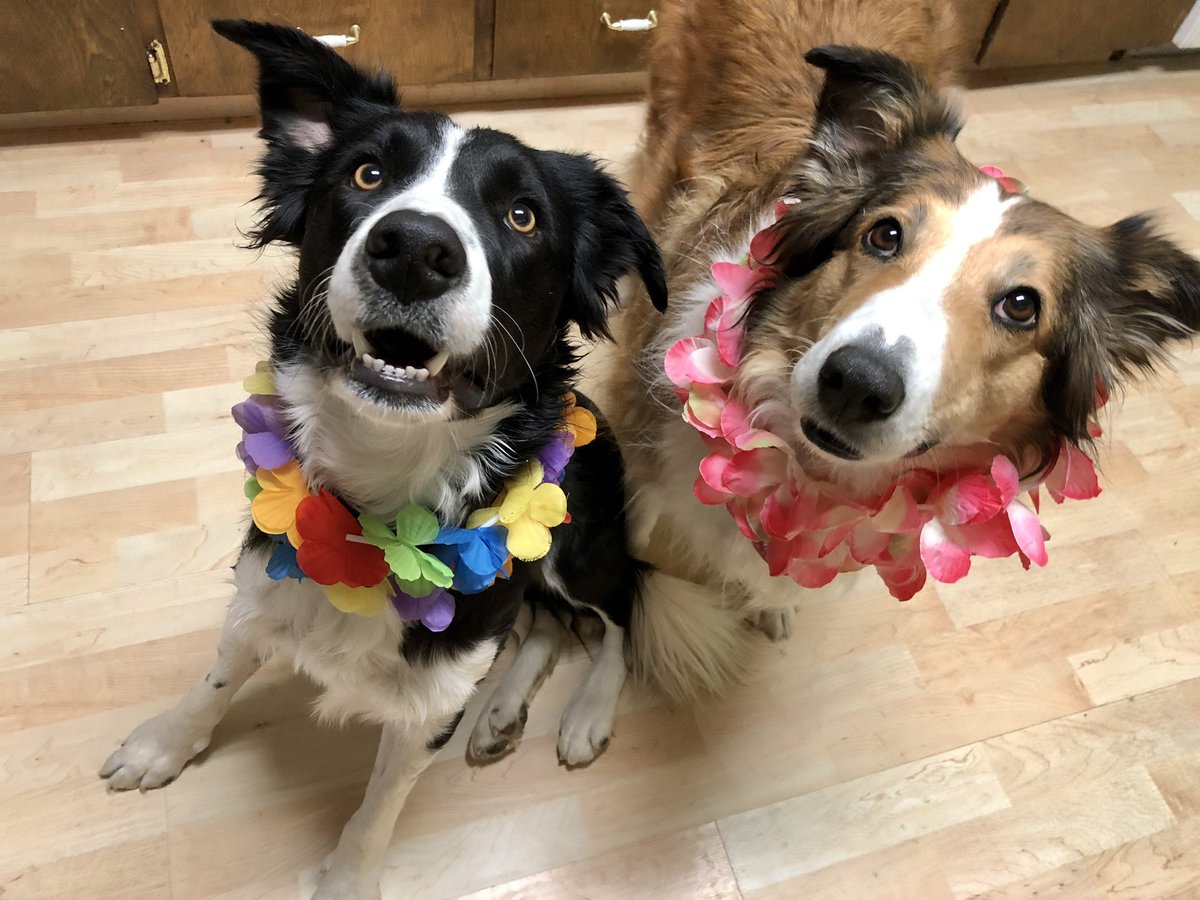 The Snoopervisor 2.0 /Moses (Wilma🌈) tweet media