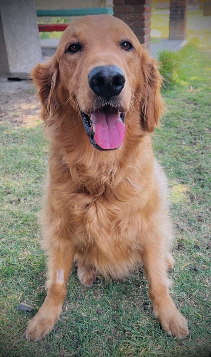 jorgegavino's tweet image. A propuesta de un servidor, desde 2023 el @Congreso_CdMex aprobó reformas al Código Penal para que el maltrato y la crueldad animal sean delitos perseguidos de forma oficiosa.
En el #DíaMundialDelPerro reiteramos nuestro compromiso con la protección de los seres sintientes y…