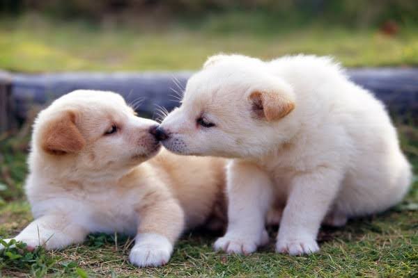 GabsNoMeArroben's tweet image. - Me tratas como perro!
- JamΓ‘s mi vida, como crees!
- Bueno, ya dame un beso.
- En el hocico? π€£π€£π€£
#DiaMundialDelPerro
