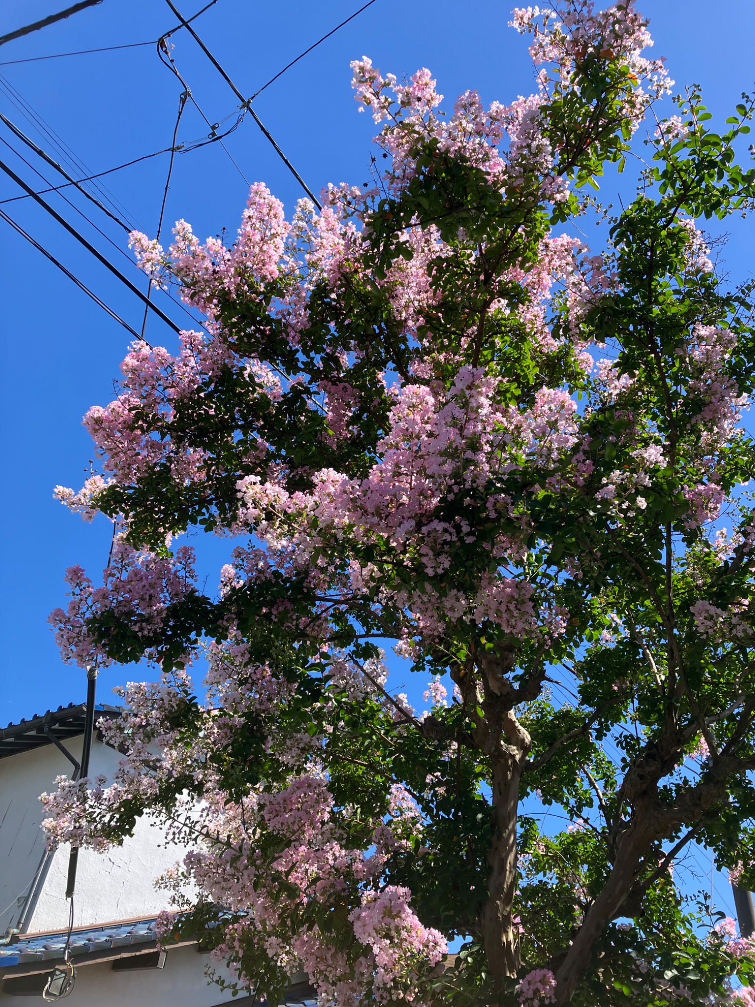 秋桜 (@chiro3702) / X