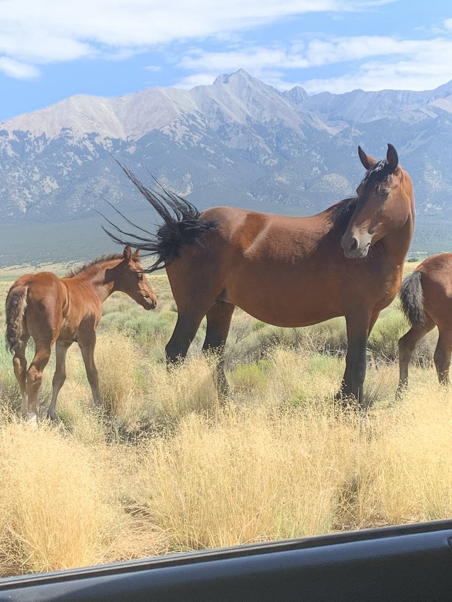 The wife took this photo of the Wild Horses here today on the way back to the cabin.  I truly think this is one of my all time favorites.
#Horses