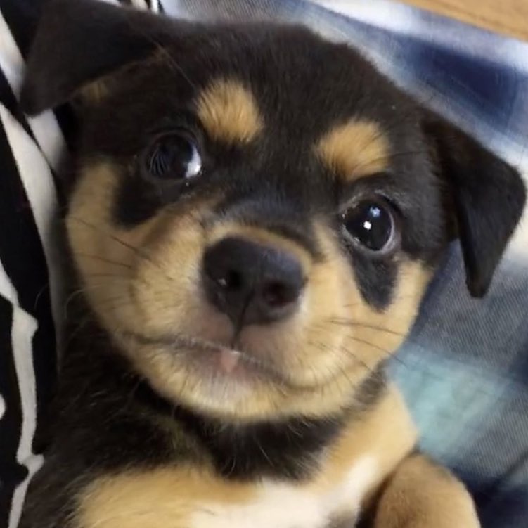 puppyhueka's tweet image. 