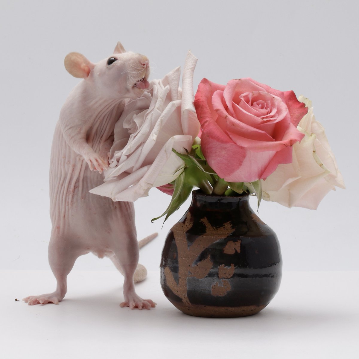 Rattrixs's tweet image. One of my favorite photos of miss Tofu!