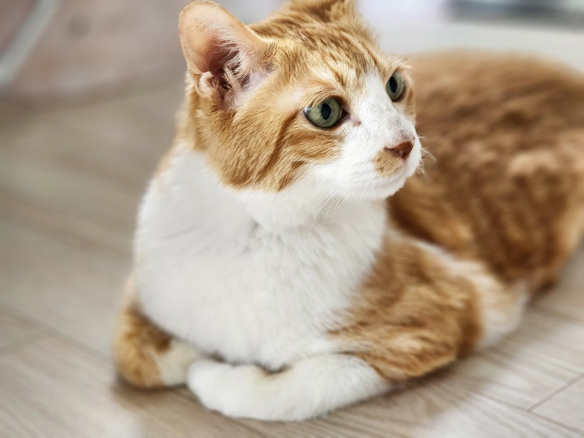 🧶로이폴리맘🐱🐈🐱🐈 (@roy_poly) on Twitter photo 