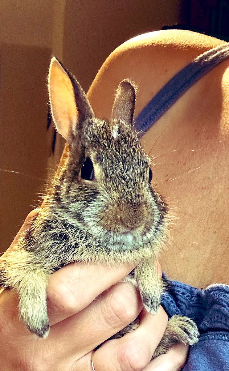tradwifemom's tweet image. Thumper Trumper Theodore Tobias III is a no nonsense kinda guy.