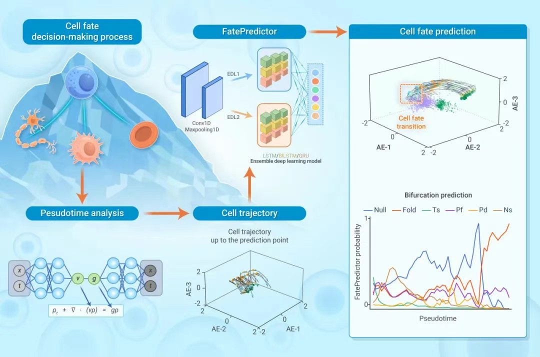 InnovSci's tweet image. 🔬 New in The Innovation
Can we predict a cell’s fate before it chooses?
FatePredictor, a deep learning + optimal transport framework, enables early, accurate prediction of cell fate bifurcations using single-cell data.
sciencedirect.com/science/articl…
#TIC2025