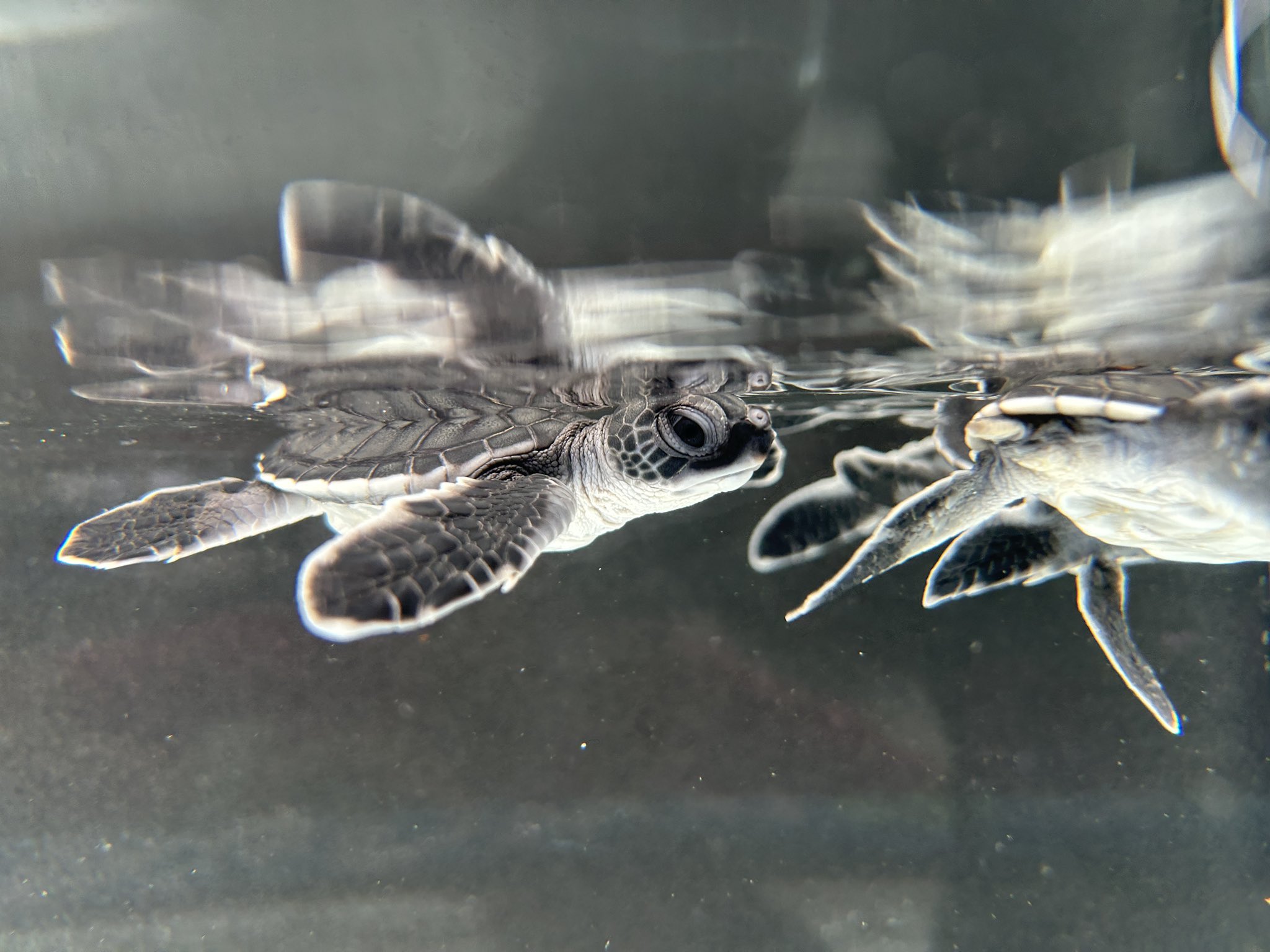 PIP@小笠原海洋センター公式 on X: 