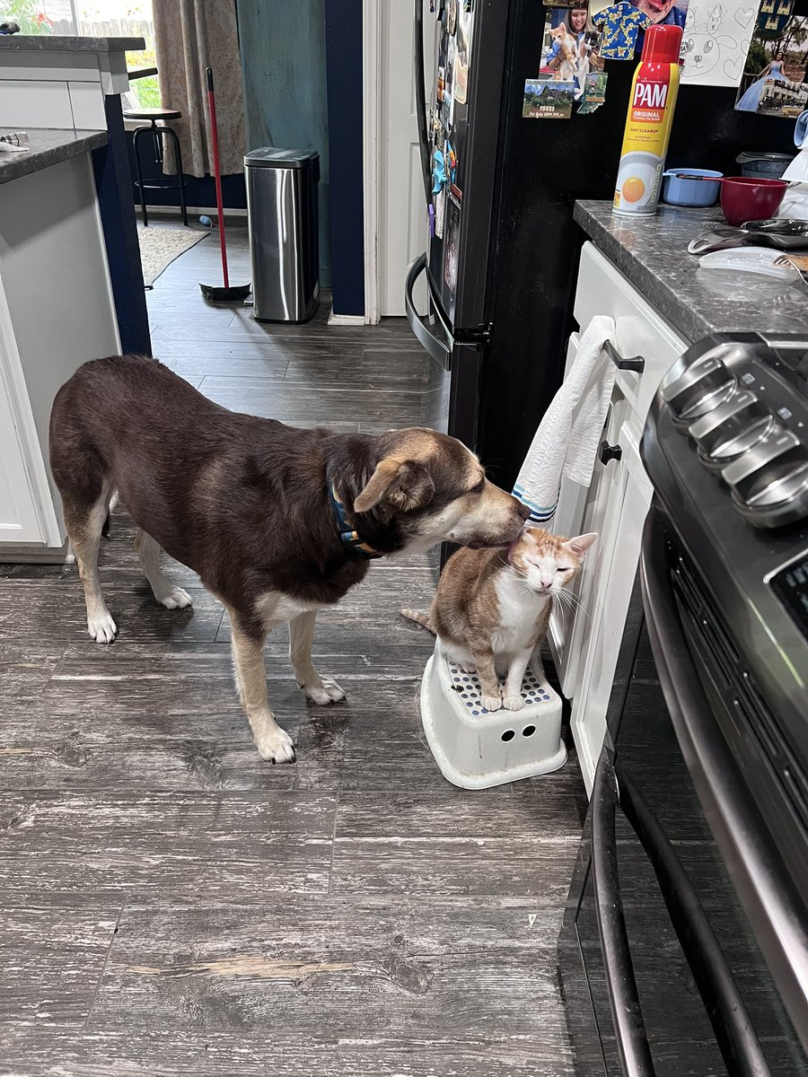 ohjazzyjazzy's tweet image. Thing 1 &amp;amp; Thing 2 always ready for dinner