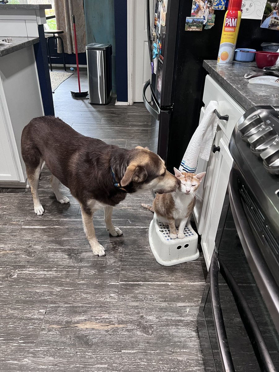 ohjazzyjazzy's tweet image. Thing 1 &amp;amp; Thing 2 always ready for dinner