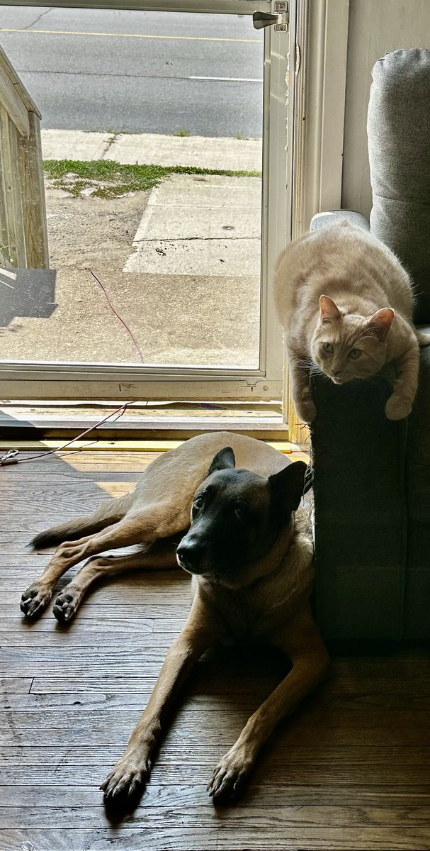 🎉 Today, the Republic of Checkland celebrates the 6th birthday of His Majesty King Willard Ross and Her Royal Highness Princess Jupiter Ross! 
#Checkland #Birthday #Micronation