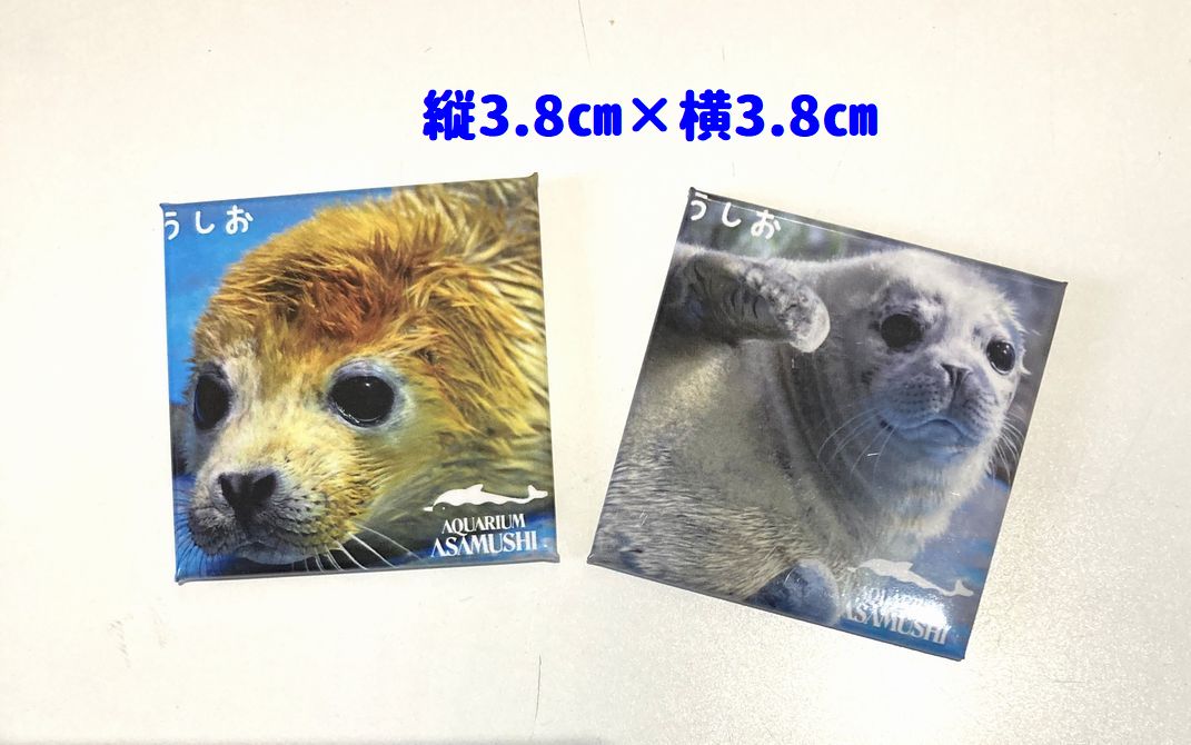 AsamushiAqua's tweet image. うしおグッズ第二弾入荷!!
第三弾もお楽しみに!!!
□うしおマグネット 390円(税込)
通信販売(代引のみ)も可能ですので商品についてのお問い合わせはこちらのメールアドレスまで
→「giftshop@asamushi-aqua.com」
#浅虫水族館 #水族館 #ゴマフアザラシ #浅虫水族館売店