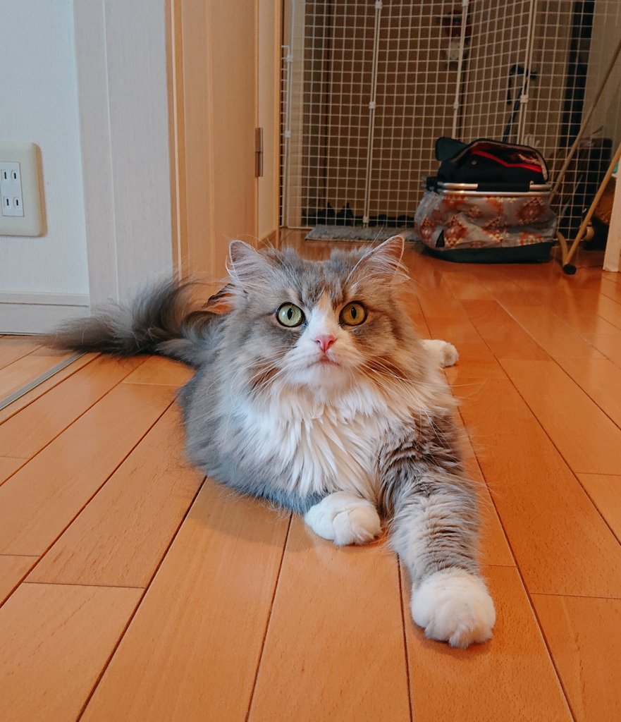 kaokono9010's tweet image. #猫のいる暮らし
#猫のいる幸せ
#TL流れてると良いな
#あおいの備忘録
目でおとしゃん追ってます