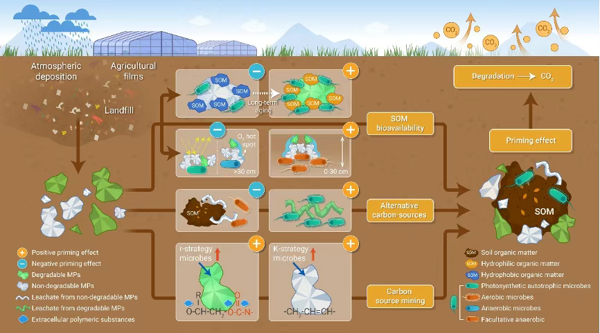InnovSci's tweet image. 🌍 New in The Innovation
Biodegradable plastics release 40% more CO₂ than traditional ones in soil.
Why? Not toxicity—but microbial carbon use strategy reshaped by microplastics.#TIC2025 sciencedirect.com/science/articl…
#Microplastics #SoilCarbon #Microbiome