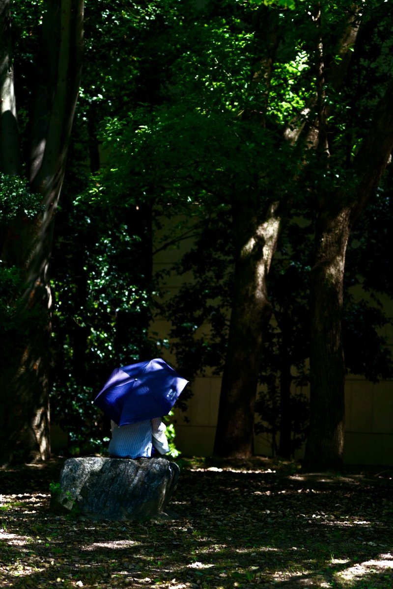 cameraotoko83's tweet image. 今年もセミファイナルの季節 📸