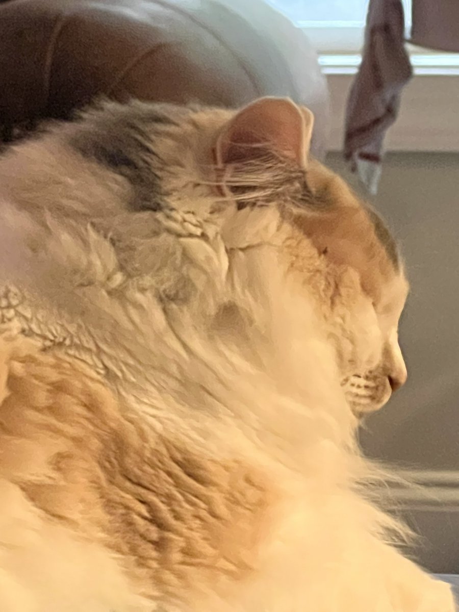 puddlesthecar's tweet image. 
