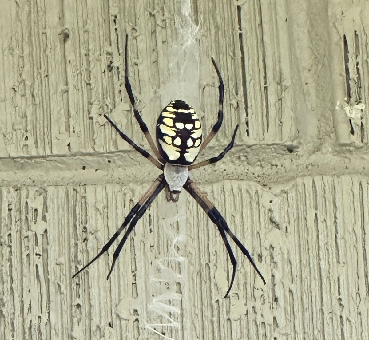 Rachel_7492's tweet image. So…..what do you suppose this is? It’s about 2 inches long. Any ideas?