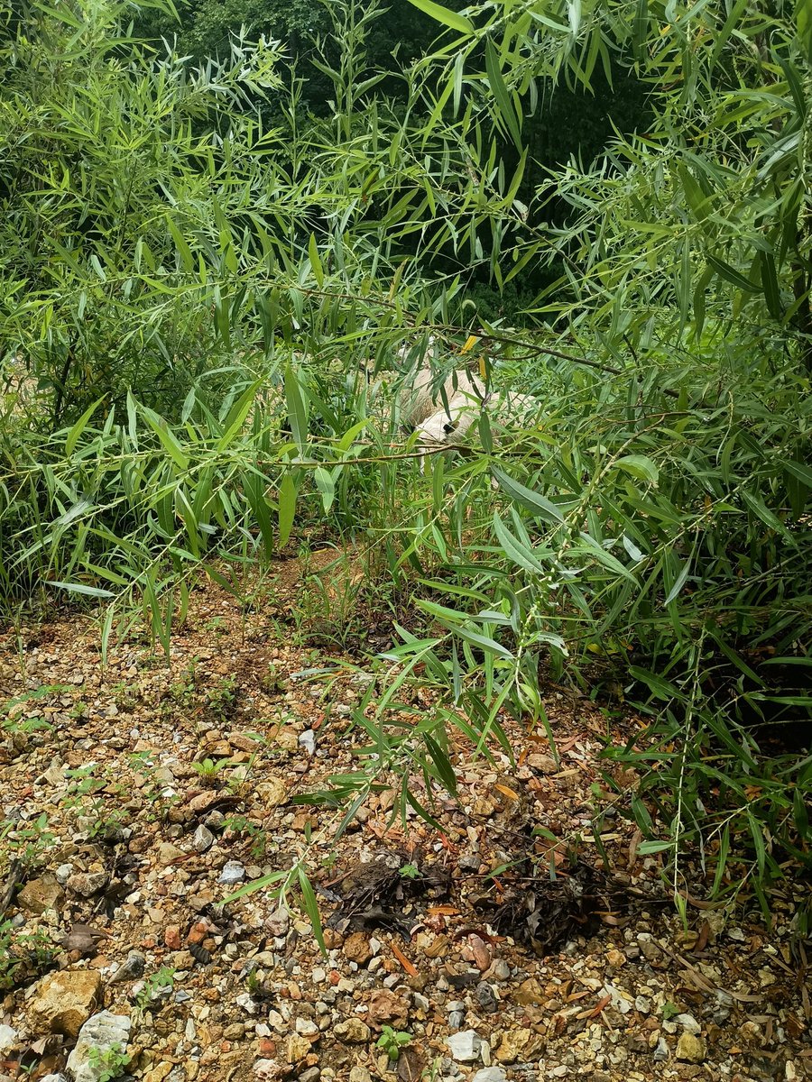 DRanchLife's tweet image. Those sheep aren't supposed to be there. I had to cross a creek to get them. Now my side by side is flooded out.
Welcome to Monday.
