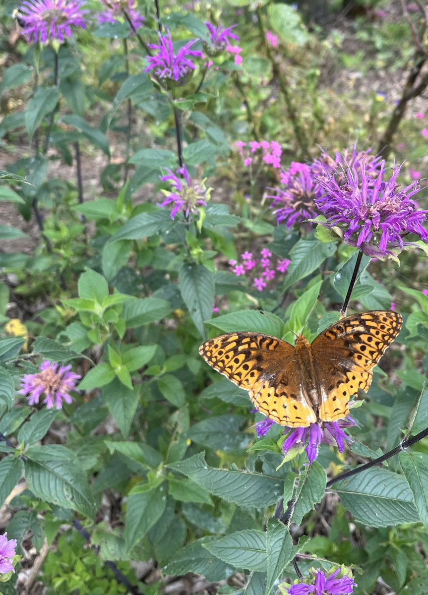 Hartlander_'s tweet image. A cool breeze on a sunny day, butterflies flitting throughout the garden, bees humming all around, children screaming at the top of their lungs while they toss water balloons in every direction… Life is good.