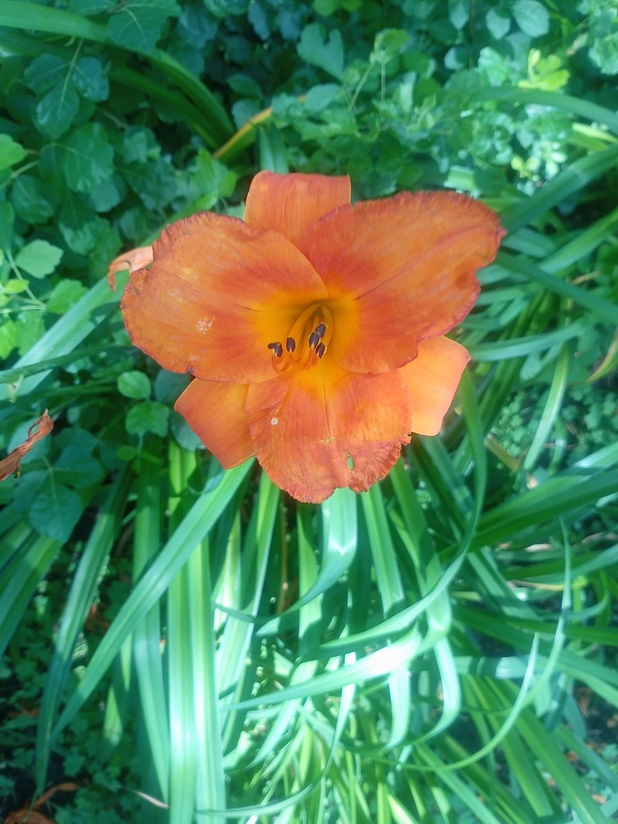 davidbrevik1's tweet image. Here is your sign to stop scrolling and enjoy life. Enjoy the flowers!
#Flowers #Stopstrolling #NaturePhotography
