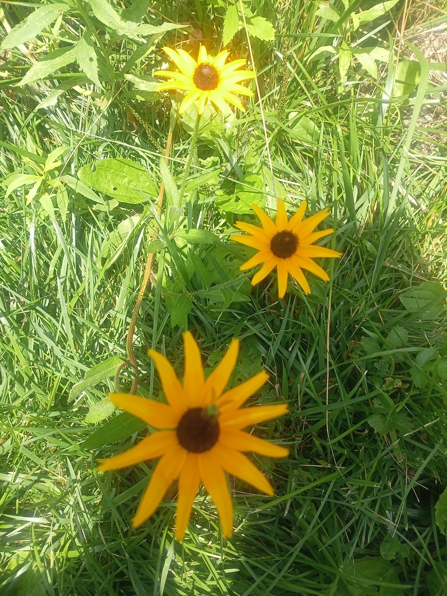 davidbrevik1's tweet image. Here is your sign to stop scrolling and enjoy life. Enjoy the flowers!
#Flowers #Stopstrolling #NaturePhotography