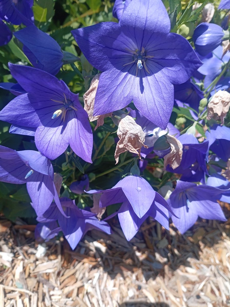 davidbrevik1's tweet image. Here is your sign to stop scrolling and enjoy life. Enjoy the flowers!
#Flowers #Stopstrolling #NaturePhotography