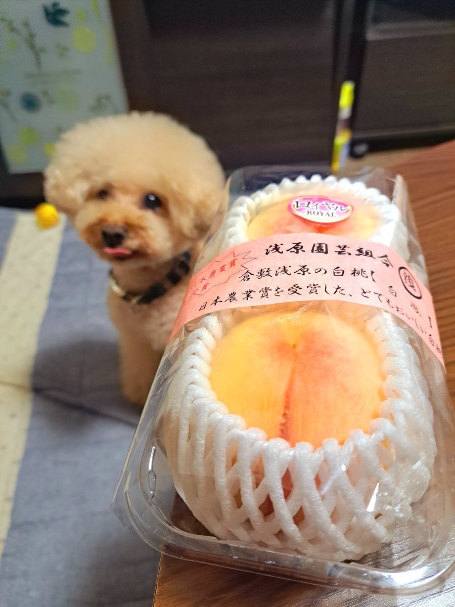 木村ちゃん (@noneidvfyogc5aq) on Twitter photo 美味しい桃が沢山スーパーに並ぶようになってきました🍑🎵
岡山は桃が名産だから沢山あるから嬉しい🎵
その前は安売りの買ったら美味しくないって母がお気に召さなかったようで😅
今回は間違いなく美味しい白桃の最高級ロイヤルを買ってあげたよ😊
一口食べたけどやっぱり甘くて美味しかった😆 美味しい桃が沢山スーパーに並ぶようになってきました🍑🎵
岡山は桃が名産だから沢山あるから嬉しい🎵
その前は安売りの買ったら美味しくないって母がお気に召さなかったようで😅
今回は間違いなく美味しい白桃の最高級ロイヤルを買ってあげたよ😊
一口食べたけどやっぱり甘くて美味しかった😆