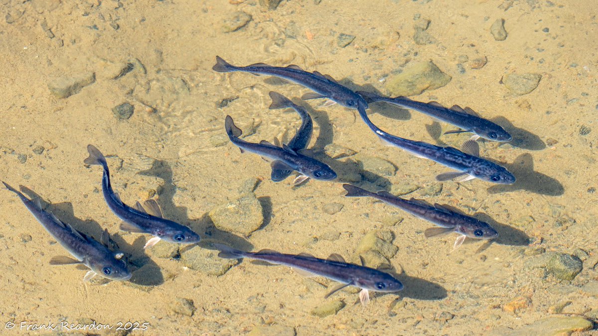 FrankReardon1's tweet image. 9 #ArcticCod #ArcticWildlife #Iqaluit #Nunavut