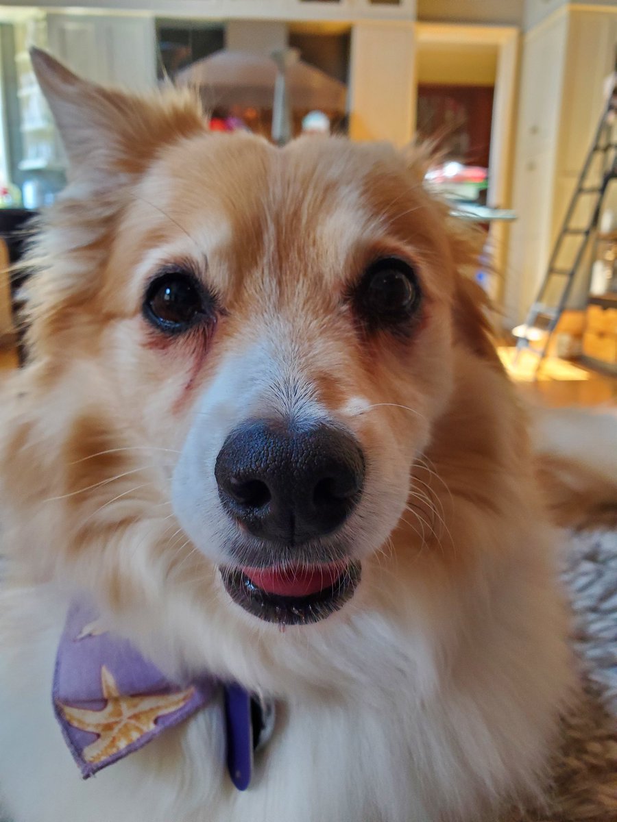 therealcliffyb's tweet image. Sigh. She's getting up there. Please don't leave me, Barky McLikerson.