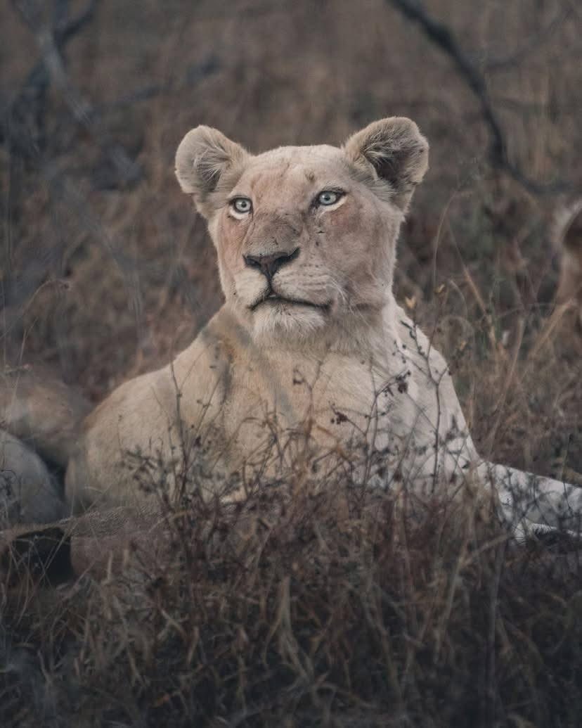 SMNK1972's tweet image. Lovely portrait of the white lioness of the Birmingham pride. Credit to craig_reid_wildlife