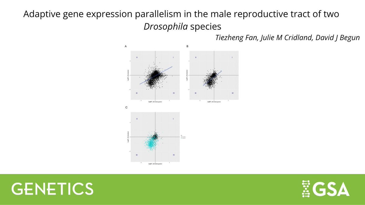 GeneticsGSA's tweet image. In #GENETICS, new transcriptomic analysis in #Drosophila melanogaster & D. simulans accessory glands & testis from low & high latitude areas suggest that parallel latitudinal selection responses play a key role in expression adaptation for both species: buff.ly/lfNyLa0