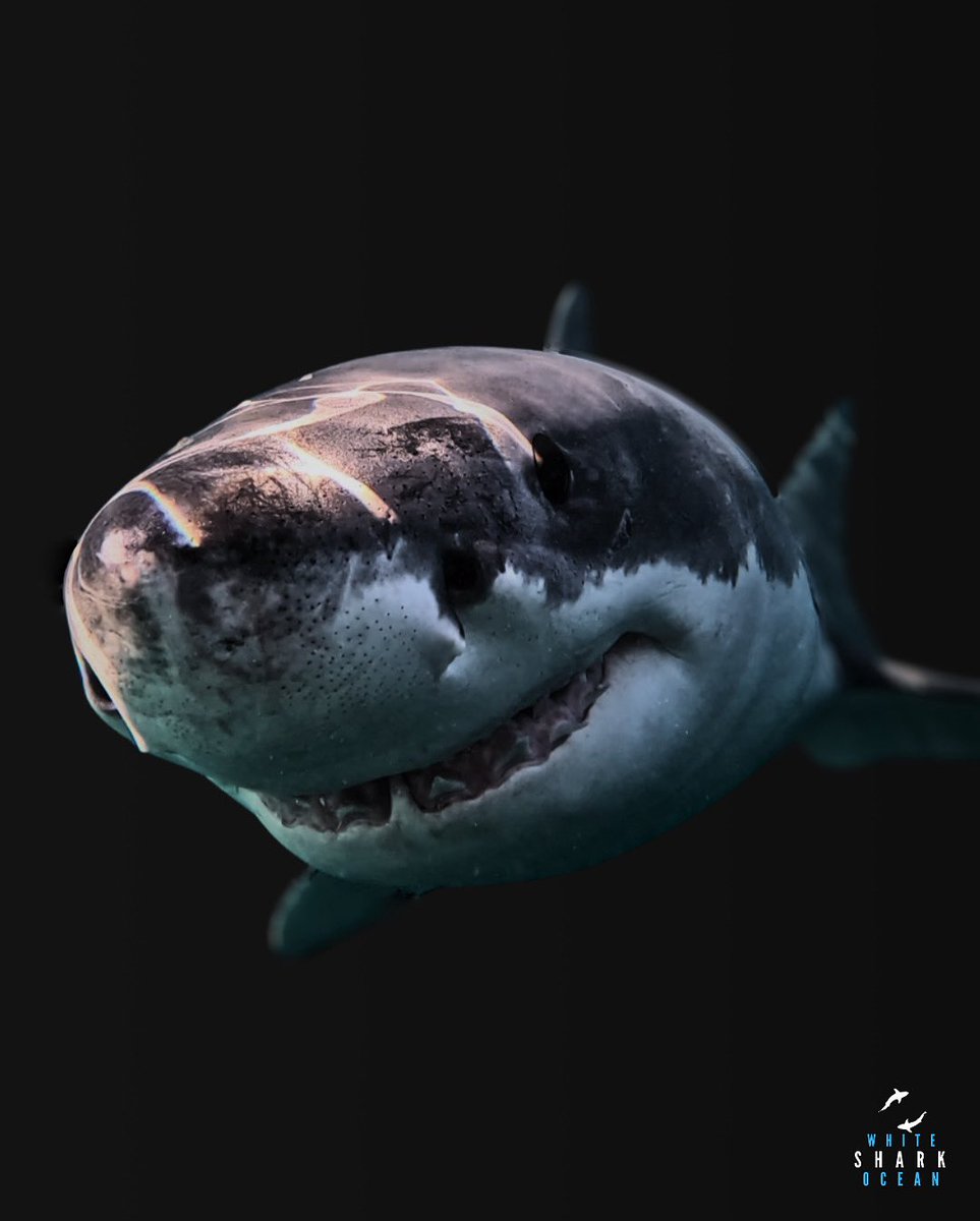 Great White Shark Smile Portrait .
