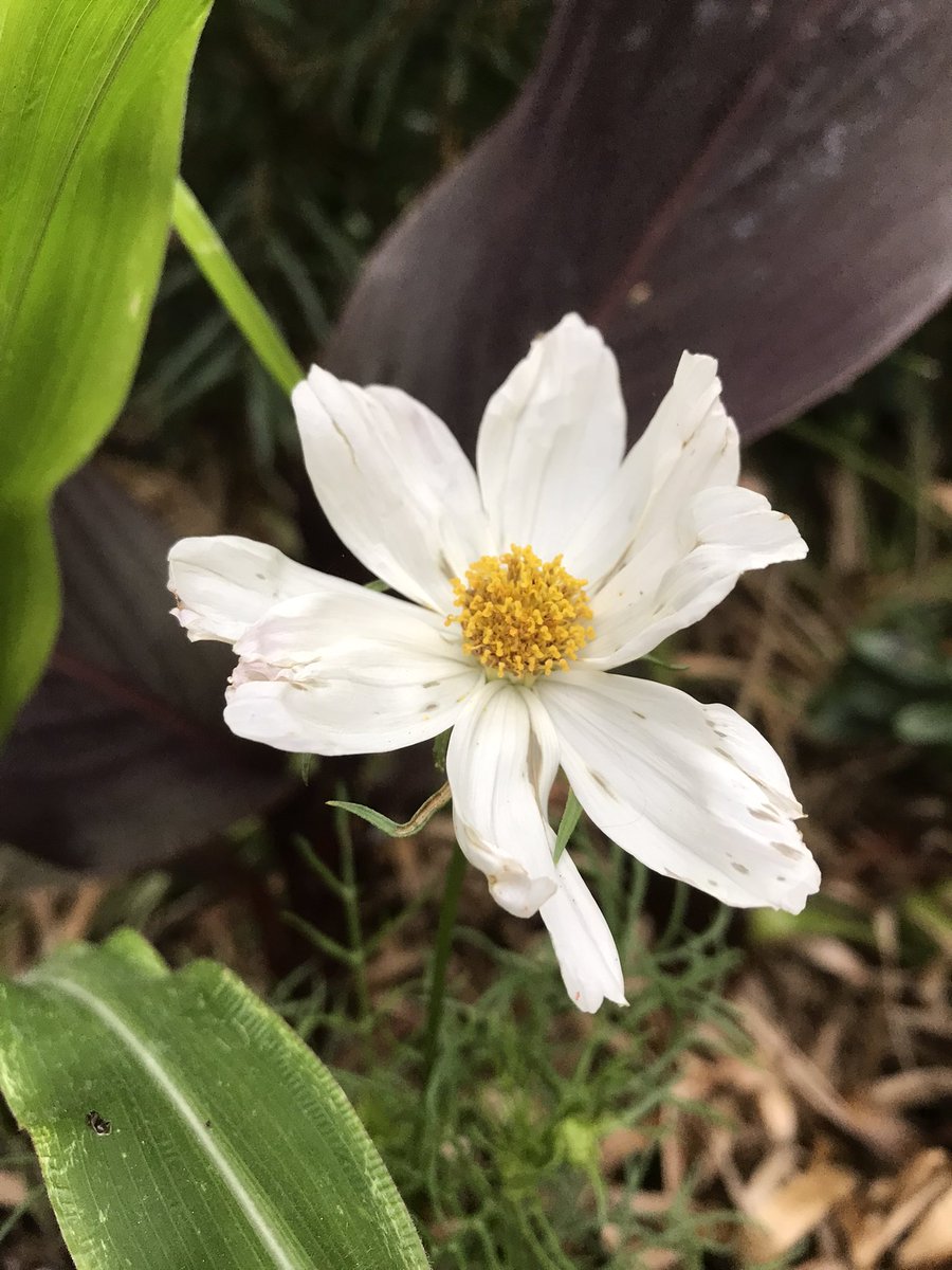 PygmyCreative's tweet image. Evening all on #GardensHour tonight. Thankful for the little rain we’ve had recently. The Cosmos &amp;amp; Cannas are appreciative!