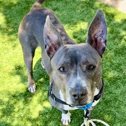 Meet Mimi (6yrs) She's a sensitive soul who's learning to open up to people. Once she's comfortable, Mimi likes to bring you toys and show off her sweet, silly side! Adopt Mimi if you want lots of tails wags and love! #AdoptDontShop 🐾 sfspca.org/sfspca-adoptio…