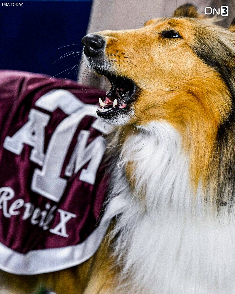 On3NIL's tweet image. NEW: Texas A&M student-athletes received a combined $51.4 million in NIL compensation during the 2024-25 sports year, via @AlexMill20👍
Men’s sports received nearly $50 million, while women’s sports topped $2 million over the past year.
on3.com/nil/news/payda…