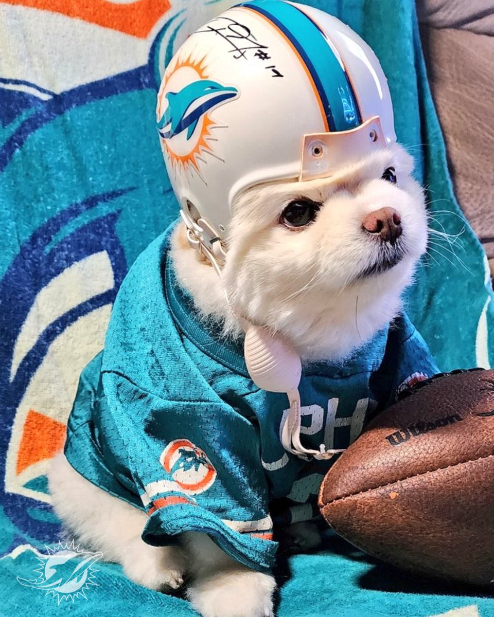 LosDolphins's tweet image. El mejor amigo del hombre 🐶

¡Feliz día del perro! 😍