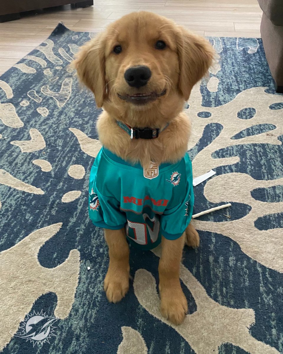 LosDolphins's tweet image. El mejor amigo del hombre 🐶

¡Feliz día del perro! 😍
