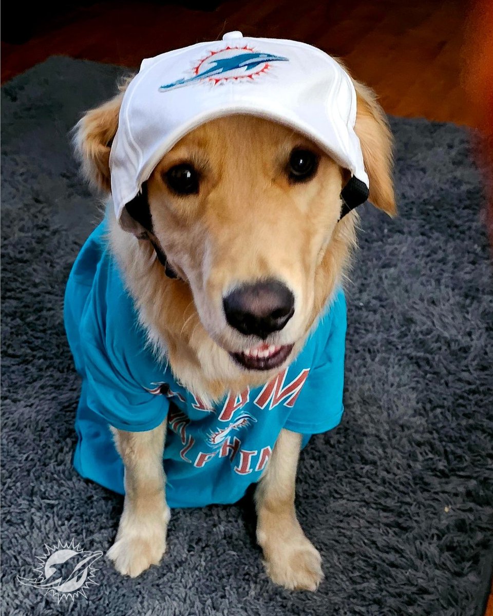 LosDolphins's tweet image. El mejor amigo del hombre 🐶

¡Feliz día del perro! 😍