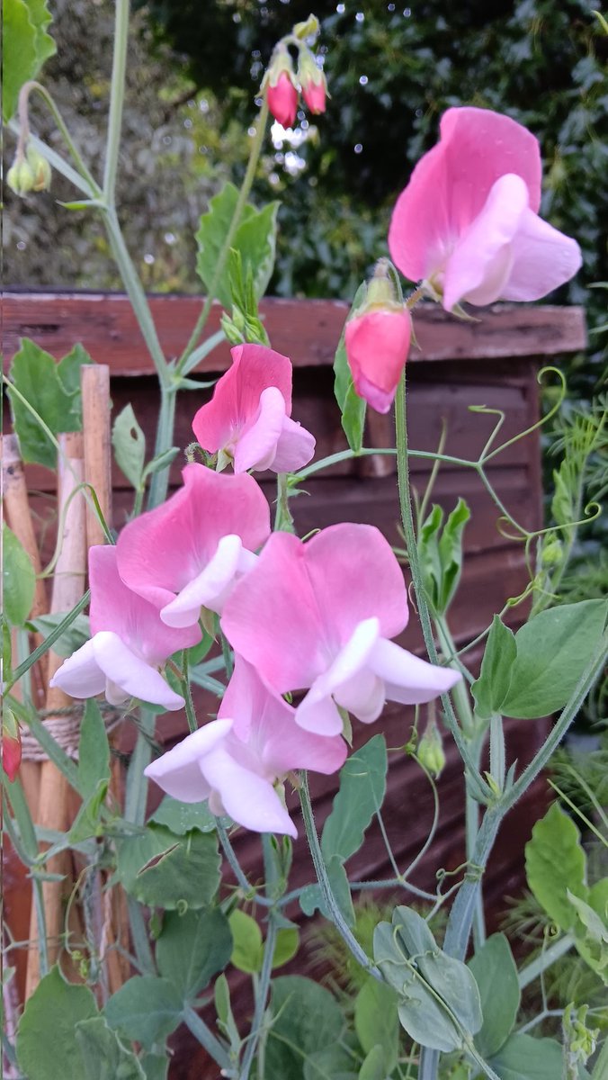 ametcalfe42's tweet image. My sweet peas finally come into bloom this week @GardensHour #cardiff keep picking them for maximum impact