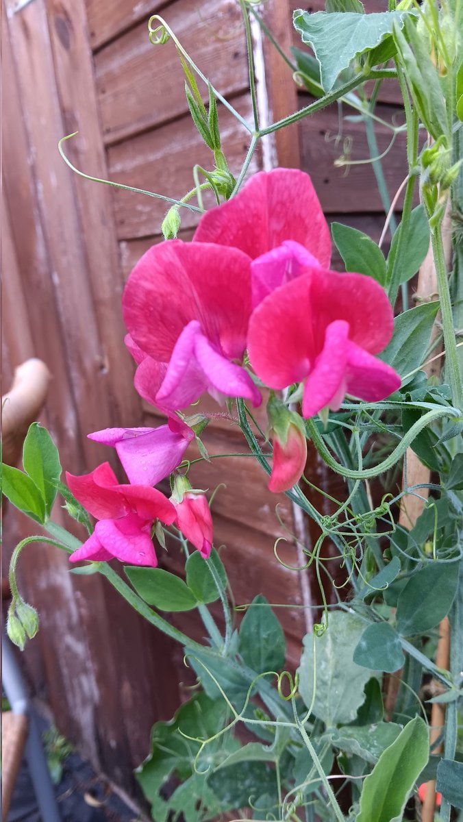ametcalfe42's tweet image. My sweet peas finally come into bloom this week @GardensHour #cardiff keep picking them for maximum impact