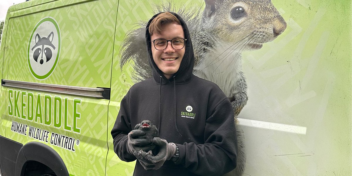 Tiny but mighty! This little one was found during a humane bird removal. Our team makes sure they’re safe and reunited with mom whenever possible. 💚  #birds #bird #skedaddle #urbanwildlife #humane #homeprotection #wildlife #urbananimals #wildliferemoval
