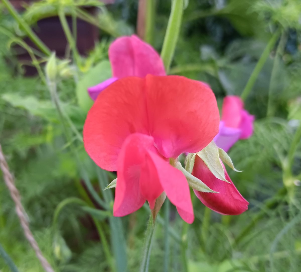 ametcalfe42's tweet image. My sweet peas finally come into bloom this week @GardensHour #cardiff keep picking them for maximum impact