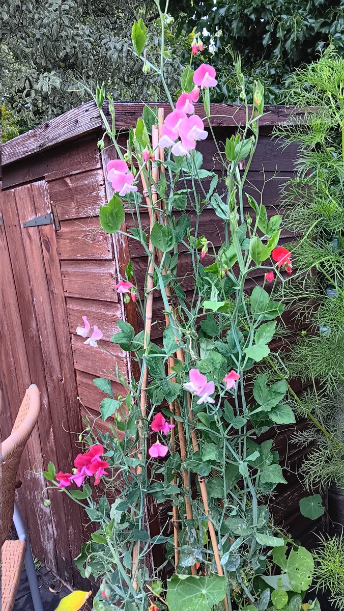 ametcalfe42's tweet image. My sweet peas finally come into bloom this week @GardensHour #cardiff keep picking them for maximum impact