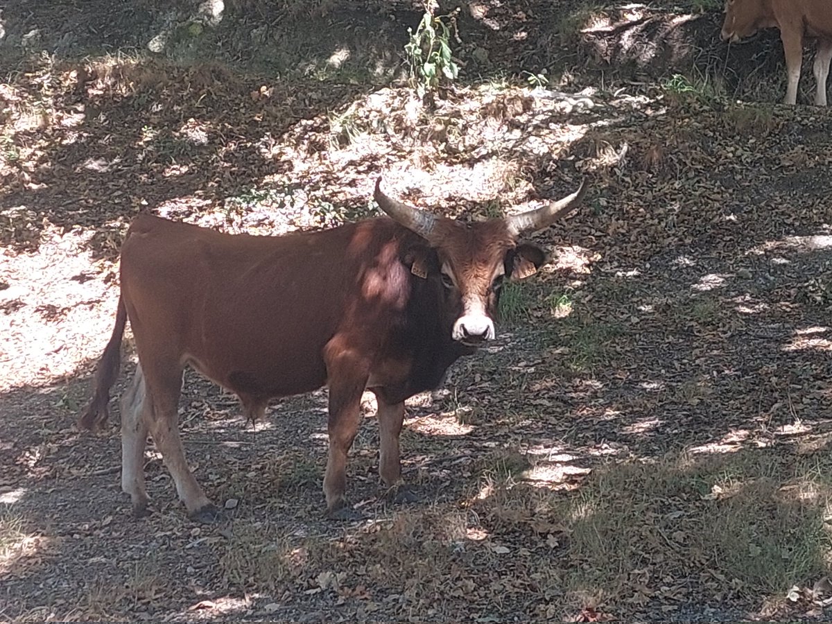 NoahRevoy's tweet image. I met this little fellow today in the mountains. Tried to convince my oldest boy to ride him.