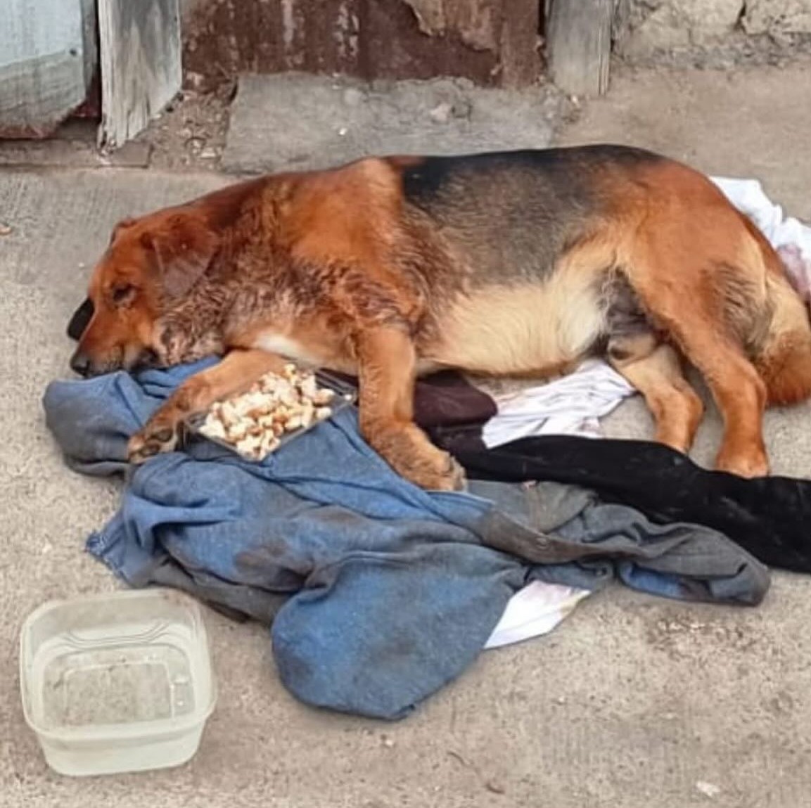 eltuitdemarsh's tweet image. Este perrito fue atacado por una jauría y quedó en estas condiciones. Está comenzando a expeler mal olor y hay larvas en sus heridas. El centro médico veterinario municipal se ha hecho el sordo. Se encuentra en Borgoño con Luis Ayala, por si alguien desea ayudarlo.
#Coquimbo