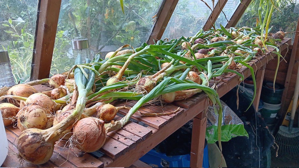 ametcalfe42's tweet image. This week, I&apos;ve mostly been harvesting and starting to dry my white and red onion crop ready for storage for use #GardensHour #cardiff #growyourown