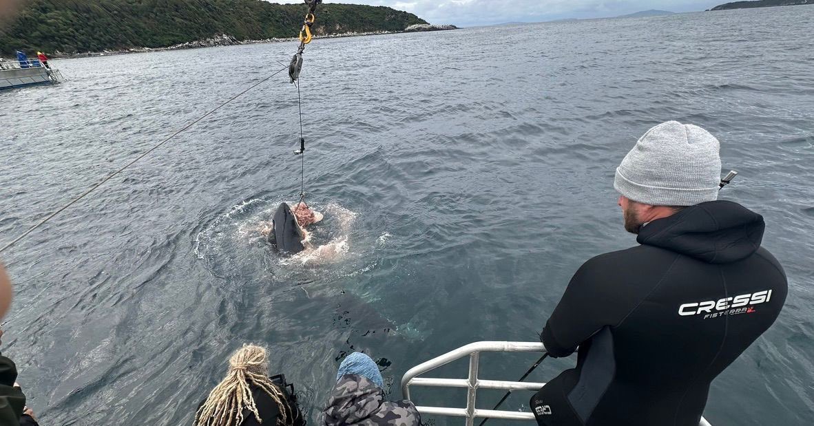 savingtheblue's tweet image. !! TONIGHT !!
Monday 21st @ 9pm
🦈 JAWS vs Mega Croc 🐊
Saving the Blue’s Vice President Dr. @DrGuttridge was joined by paleontologist Dr. Sora Kim, white shark expert and Shark Week legend Kina Scollay and ecologist Rosie Moore. In addition, the team were joined by…